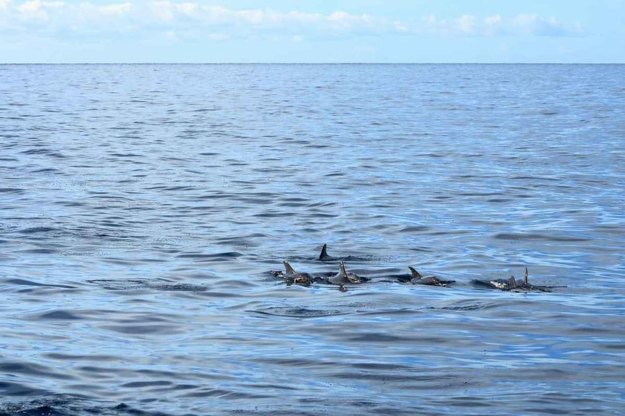 Mejor epoca para ver ballenas en La Palma