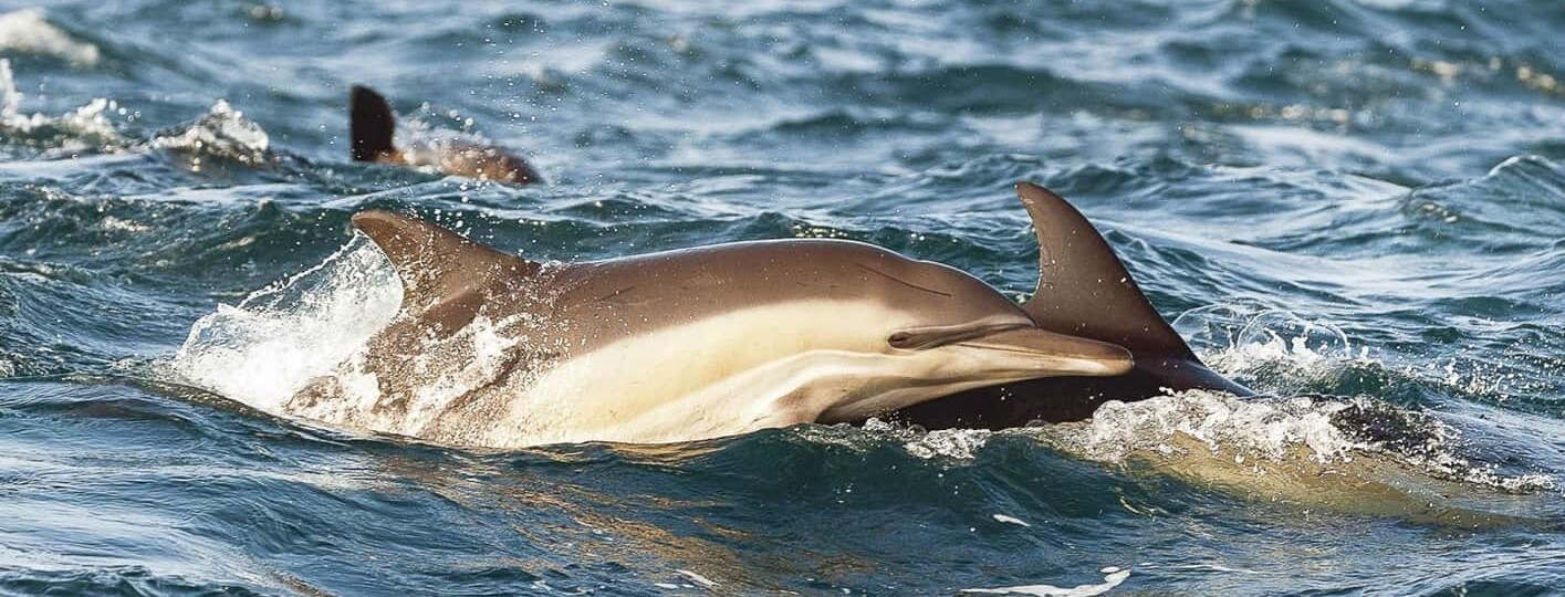 Avistar ballenas y delfines en Cape May