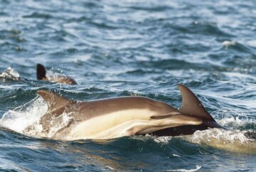 Dolphin tours in Cape May