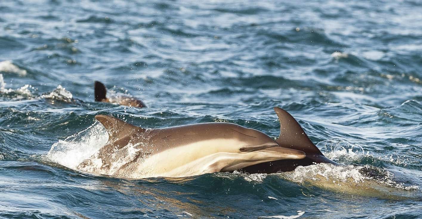 Crucero escénico para ver ballenas y delfines en Cape May, ver cetáceos en Cape May, NJ