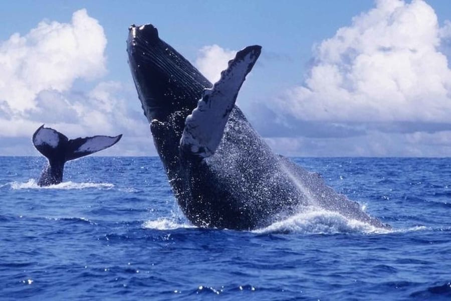 Full-day tour, whale-watching in Quebec