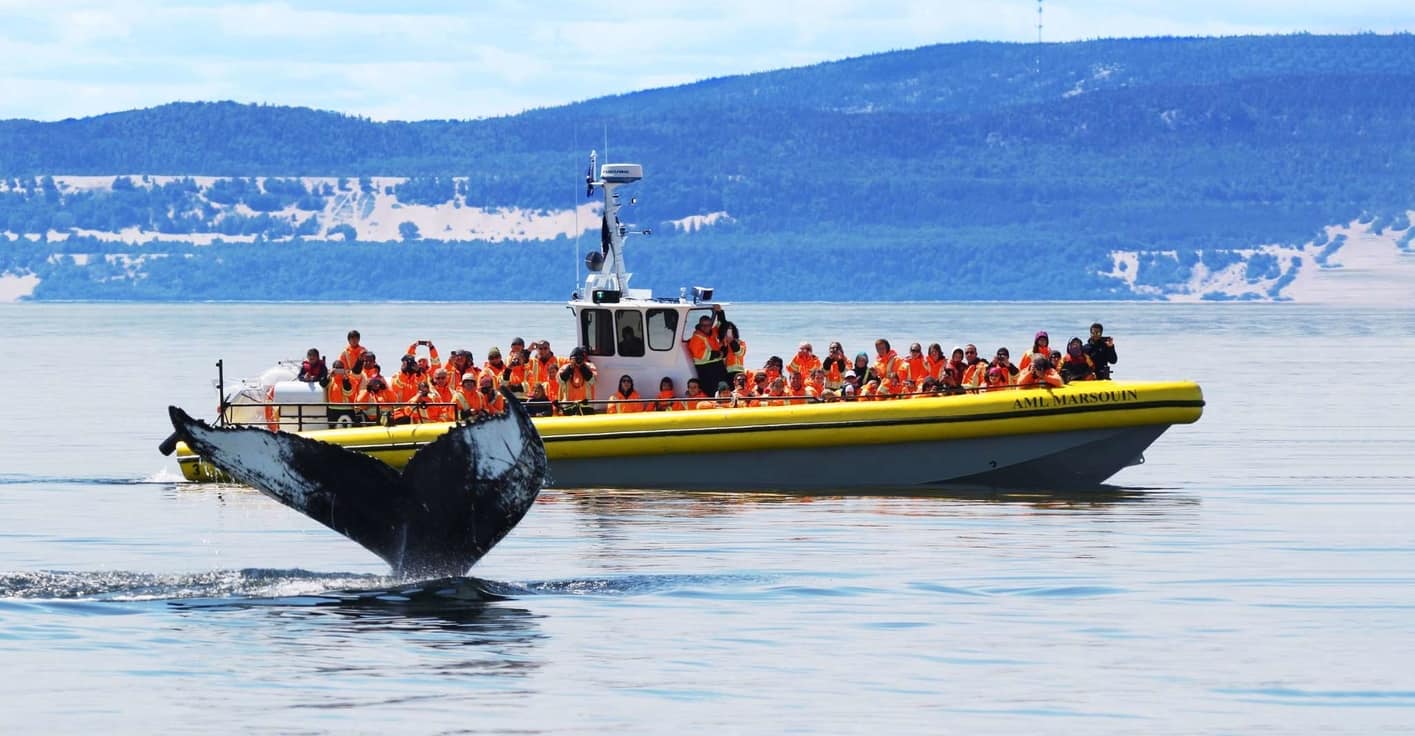Tours para ver ballenas en Quebec Canadá
