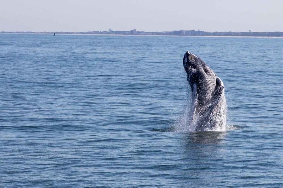 ballenas en Cape May