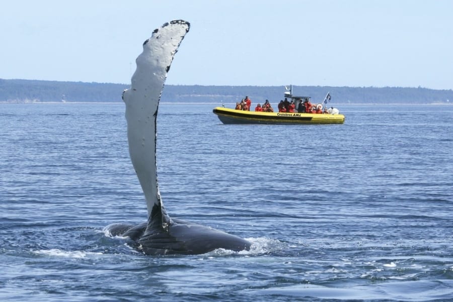 Zodiac boat tour, whales in Quebec