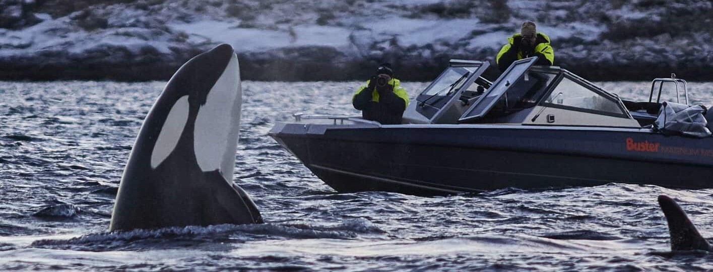 Norway whale-watching