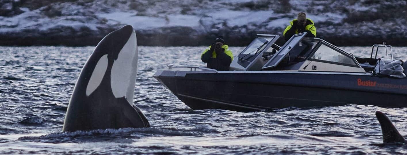 Avistamiento de ballenas en noruega