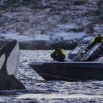 norwegian travel whale watching