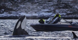 Avistamiento de ballenas en noruega