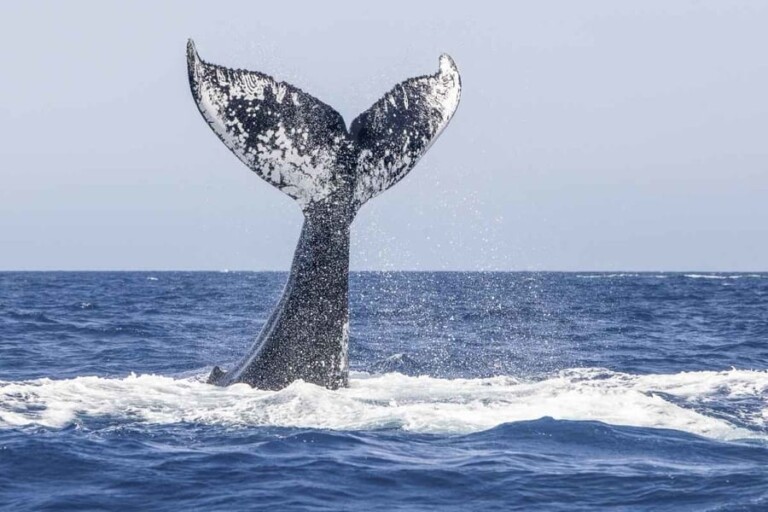 Dolphin & Whale Watching in Cape May, New Jersey Best Tours