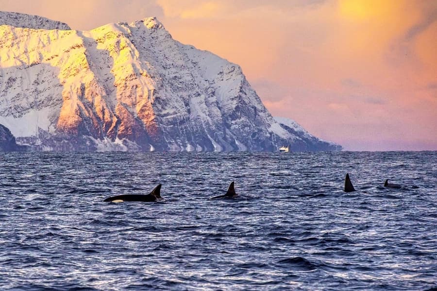 The best time for whale watching in Norway, for orca watching in Norway, and to see dolphins in Norway