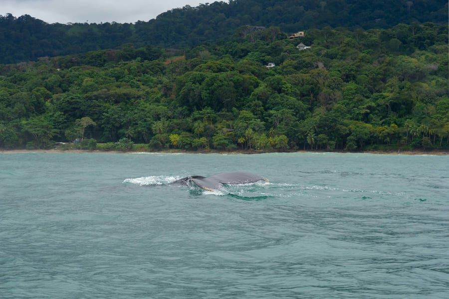  Tour avistamiento de ballenas en Costa Rica, orcas en Costa Rica
