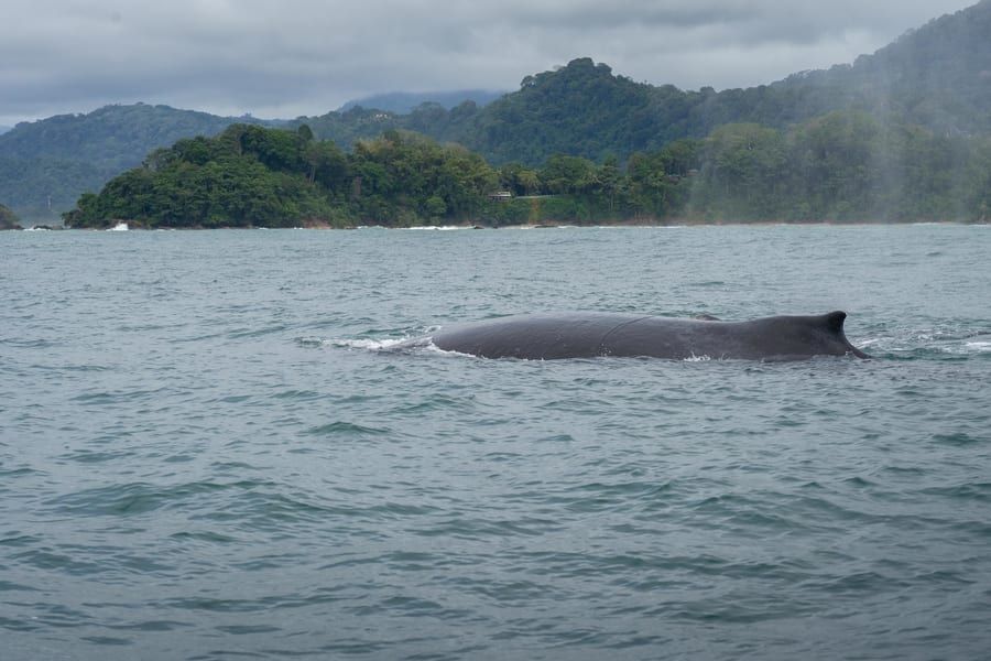 Ballenas jorobadas en Costa Rica