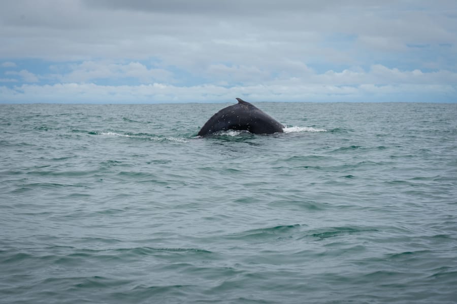 Tour de avistamiento de ballenas en Uvita, delfines en Costa Rica