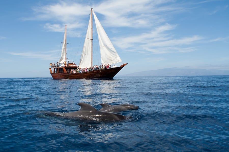 Avistamiento de ballenas y delfines, Los Cristianos Tenerife 