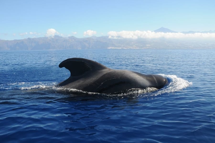 Dónde ver ballenas en Tenerife