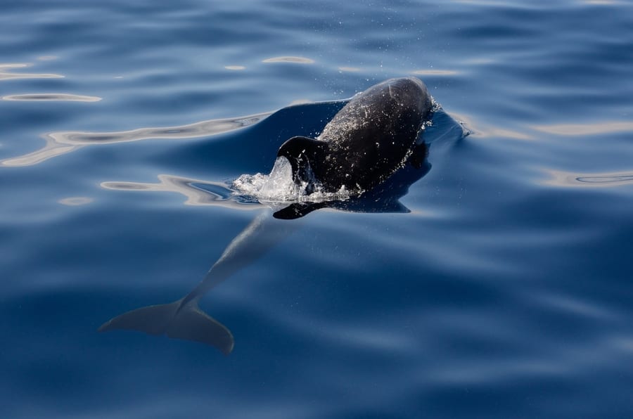 Ver ballenas y delfines, que hacer en Los Gigantes Tenerife