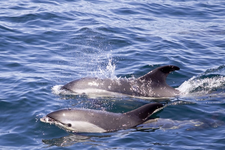 Common dolphins, dolphin and whale watching in tenerife