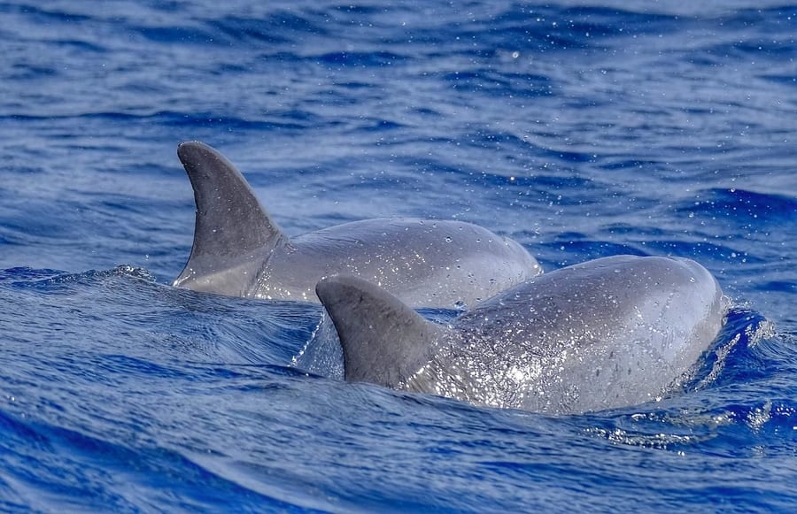 Avistar delfines, algo que hacer en Fuerteventura con niños