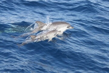 Avistamiento de ballenas en La Palma