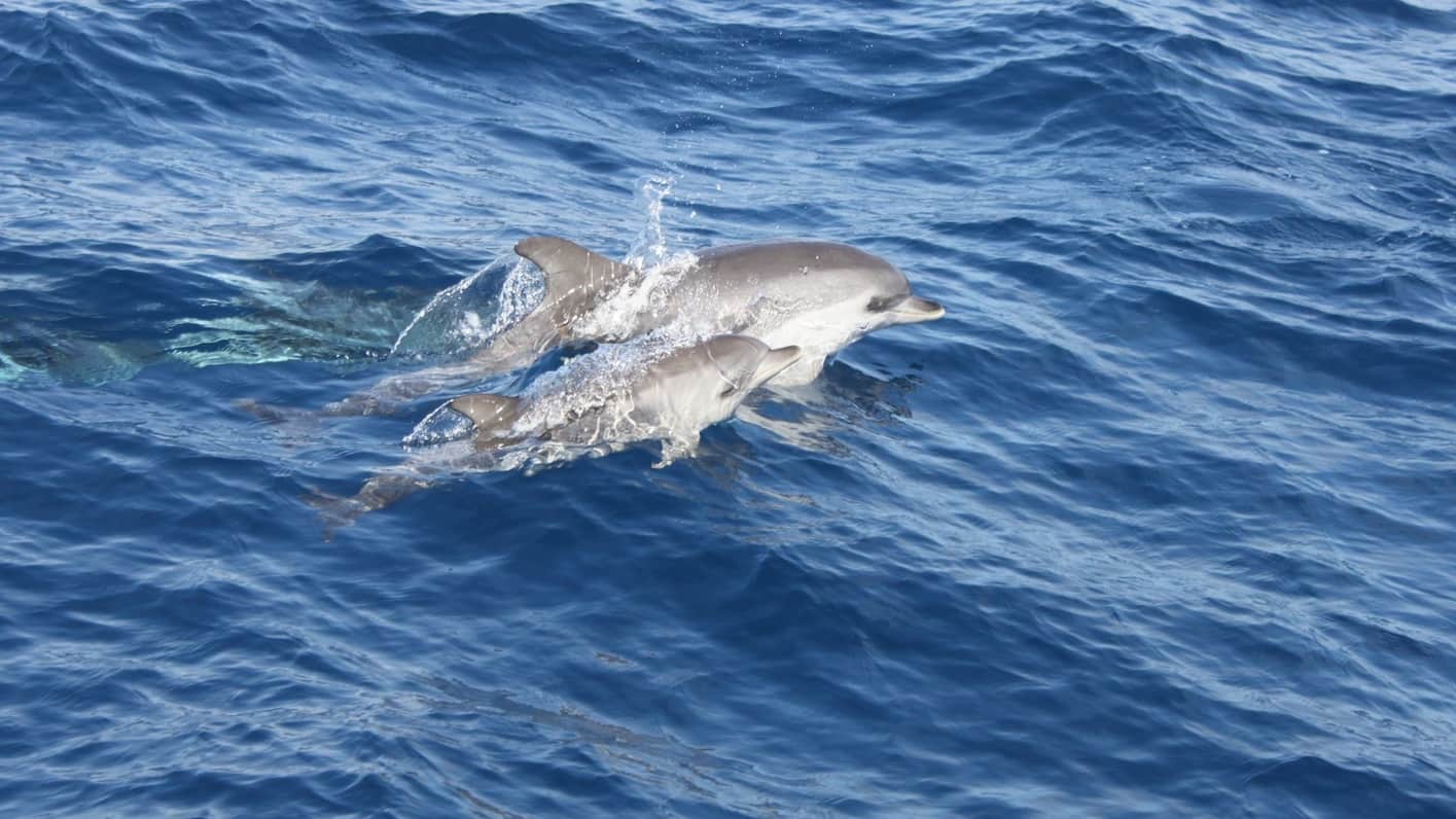 Ver ballenas y delfines en La Palma