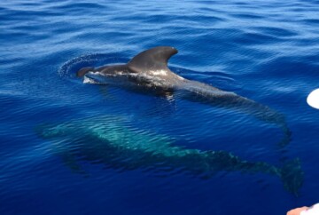 Avistamiento de ballenas en Gran Canaria