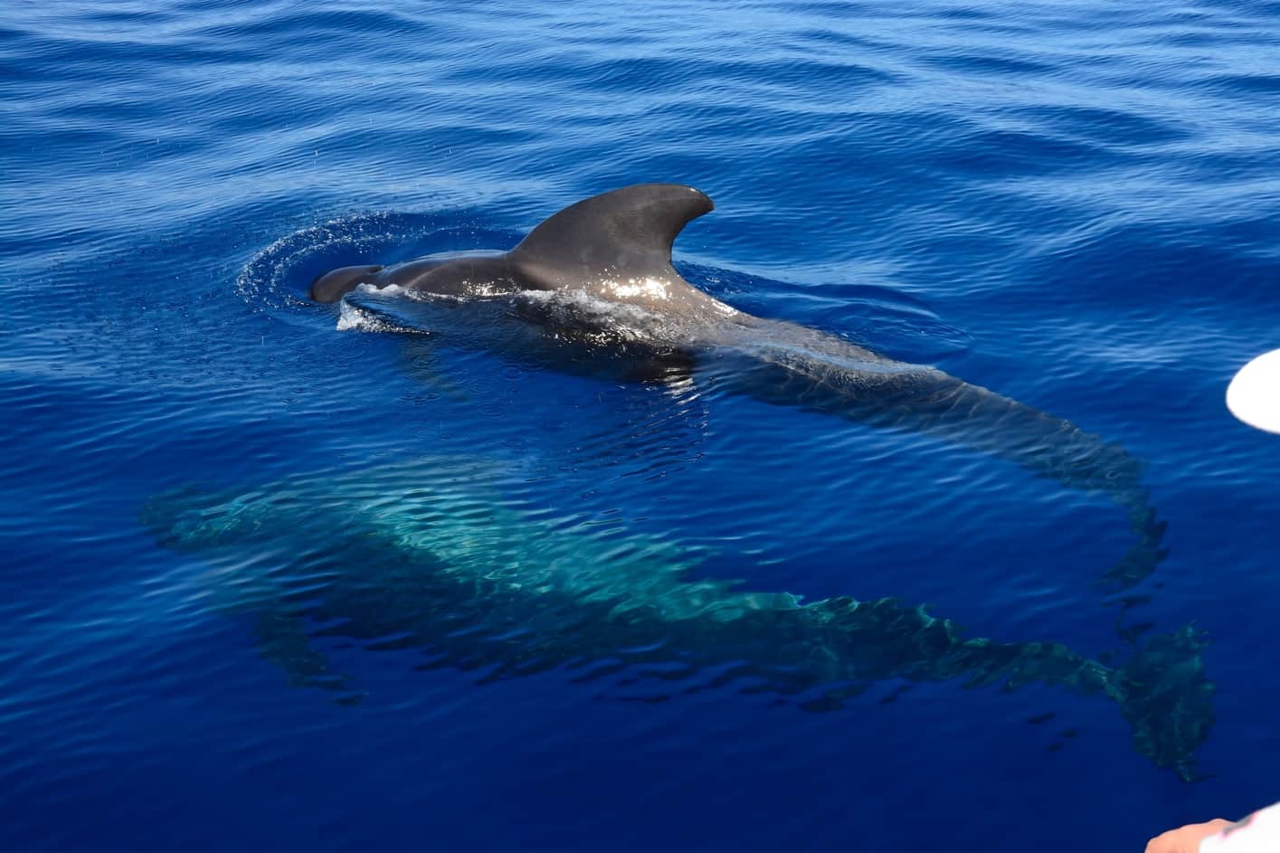 Pilot whales, whale watching in tenerife