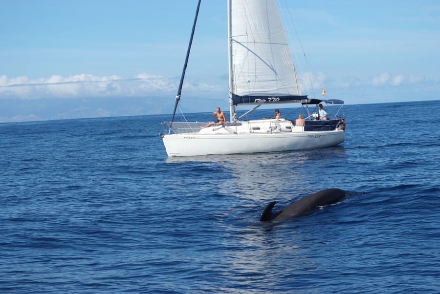 Whale yacht cruise, dolphin and whale watching in tenerife