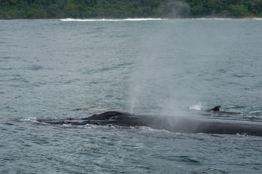 Avistamiento de ballenas en Costa Rica, ballenas orcas en Costa Rica
