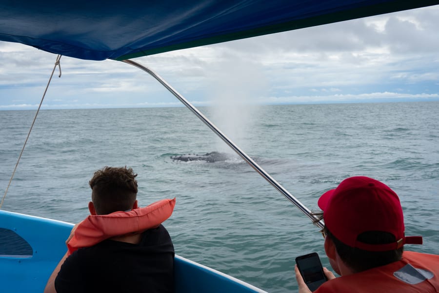 Avistamiento de ballenas y delfines, tipos de ballenas en Costa Rica