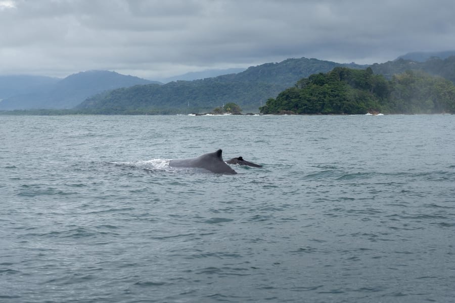 Ballena azul en Costa Rica