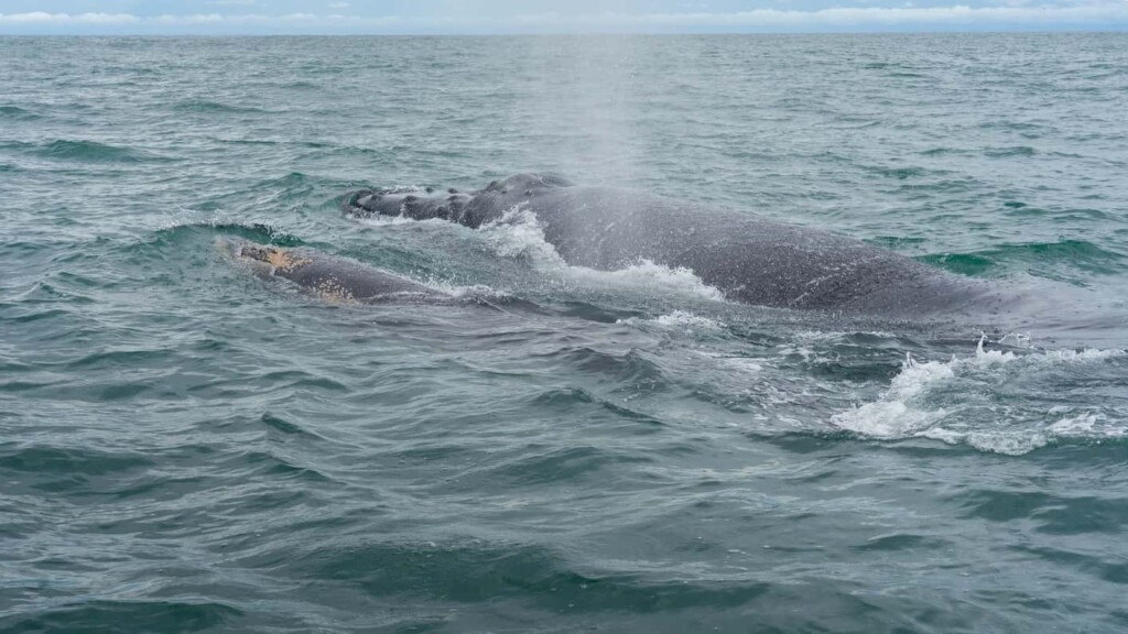 when is whale season in costa rica