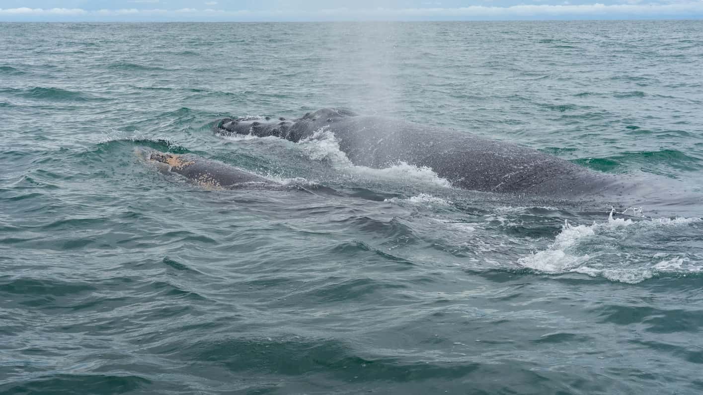 Ver ballenas jorobadas en Costa Rica