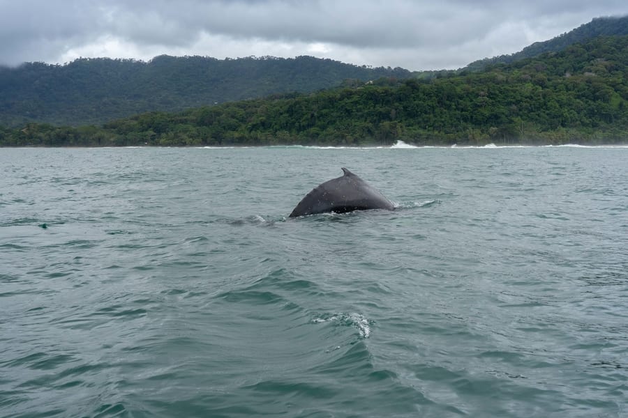 Whale migration in Costa Rica