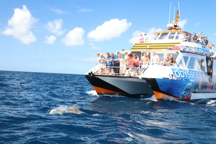 Avistamiento de ballenas y delfines en La Palma
