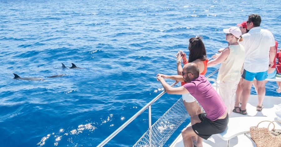 Tenerife boat trip, tenerife dolphin boat trip