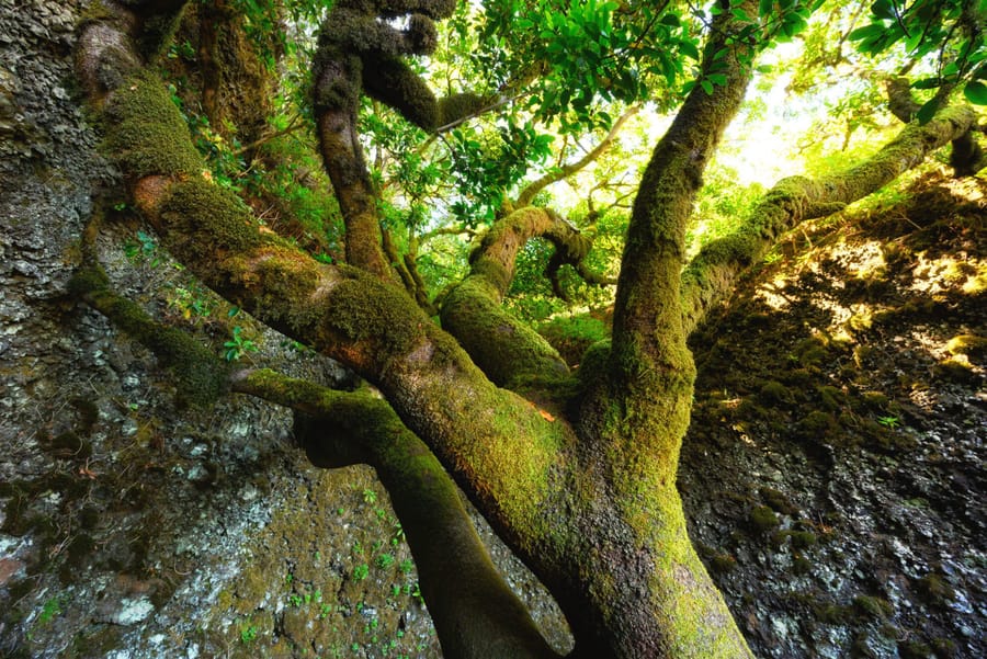 Árbol de Garoé, sitios que ver en El Hierro Islas Canarias