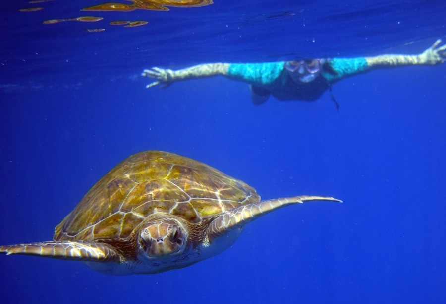 Snorkeling with turtles, day trips in tenerife canary islands