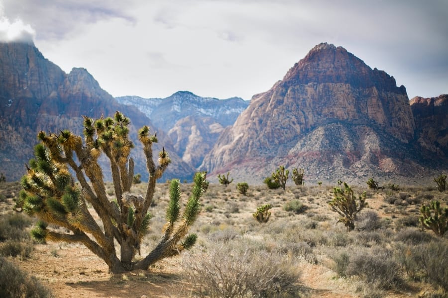 Red Rock Canyon, red rock canyon tour from las vegas