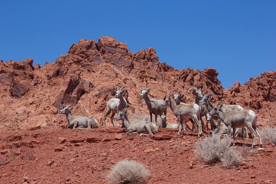 Bighorn sheep, camp in the Valley of Fire