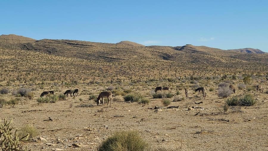 Wild burros, places to visit in Red Rock Canyon, Las Vegas