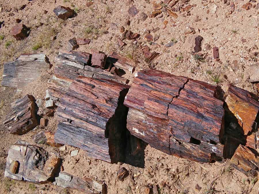 Petrified Logs, Visiting the Valley of Fire