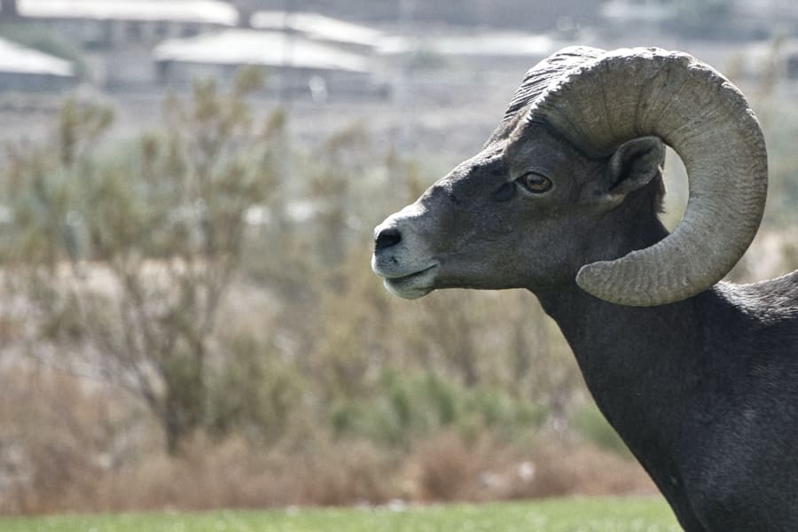 Bighorn sheep at Hemenway Park, hoover dam things to do
