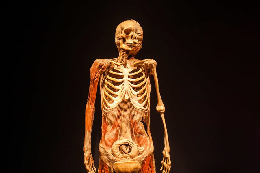 BODIES: The Exhibition, which museums are open