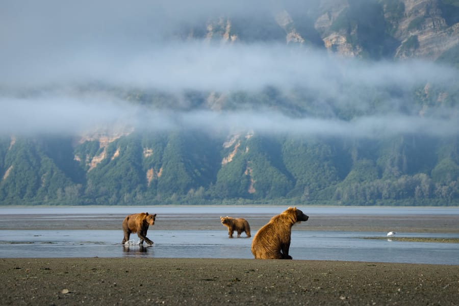 Cuál es el mejor tour fotográfico a Alaska