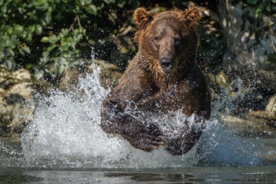 viaje-fotogr-fico-a-alaska-en-2022-osos-y-paisajes-de-alaska