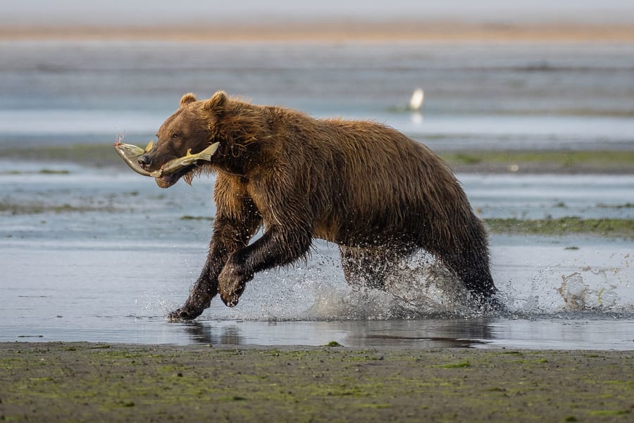 What does the price include in the Alaska photo tour