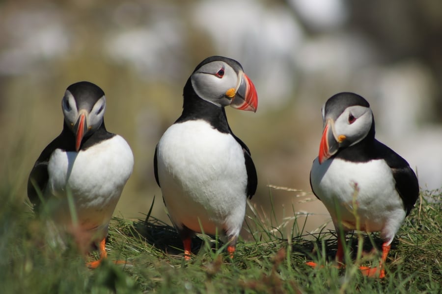 Puffins Iceland Photo tour