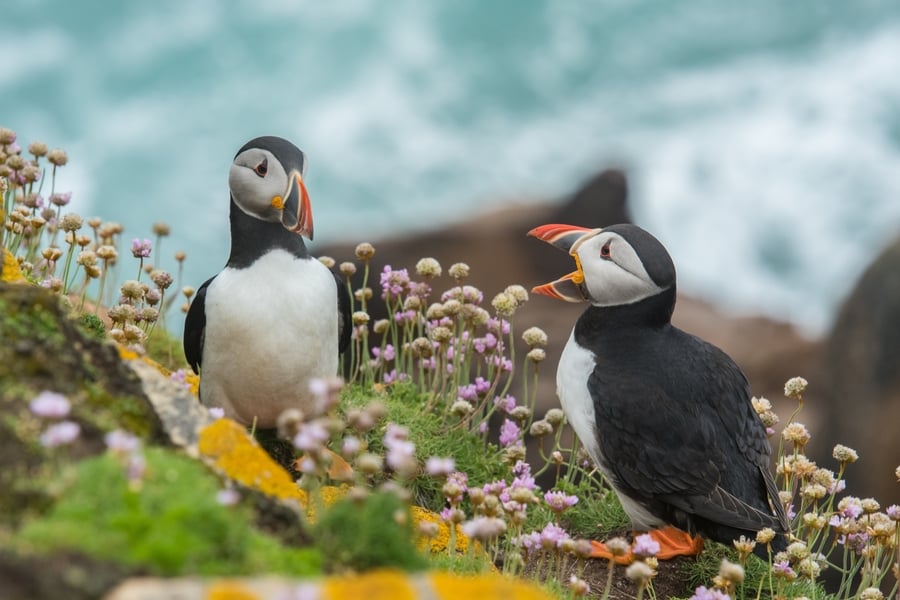 Book a puffins Iceland Photo tour