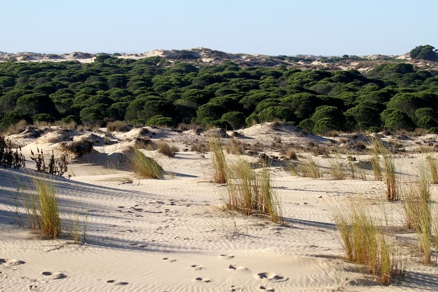 Parque Nacional de Doñana, costa del sur de españa