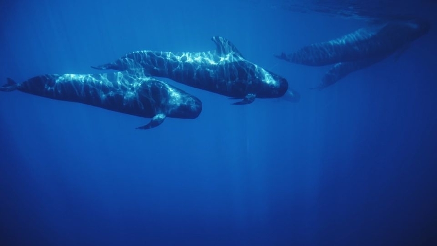 Underwater view of whales, whale watching in tenerife